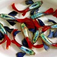 GUPPY dumbo - multicolor - snow white - endler