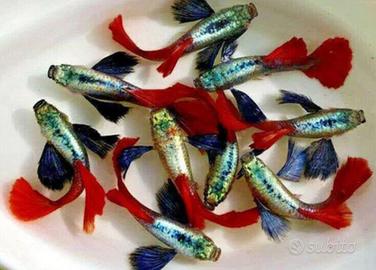 GUPPY dumbo - multicolor - snow white - endler