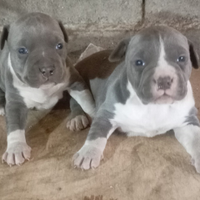 Amstaff blu cucciole