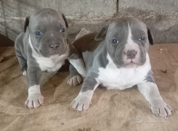 Amstaff blu cucciole