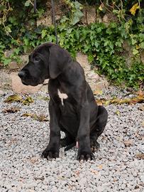 Cucciolo di Alano nero maschio