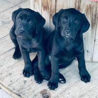 Adorabili cuccioli LABRADOR