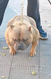 American Bully pocket TOP