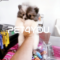 Cuccioli piccoli e piccolissimi ANCHE 24 RATE