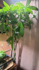 Grande Pachira Aquatica / Money Tree – 2 Metri con