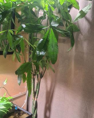 Grande Pachira Aquatica / Money Tree – 2 Metri con