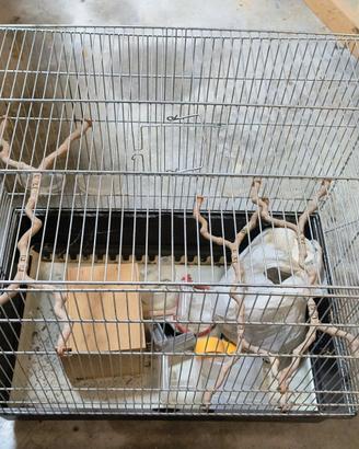 gabbia per animali-volatili-uccelli