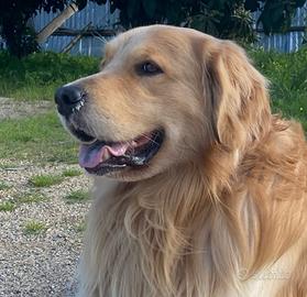 Cuccioli Golden retriver con pedigree