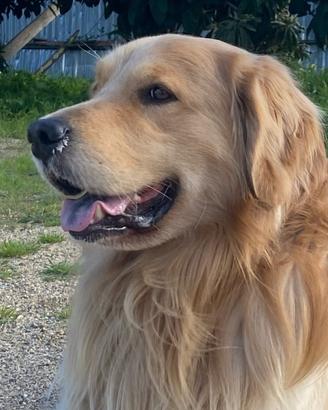 Cuccioli Golden retriver con pedigree