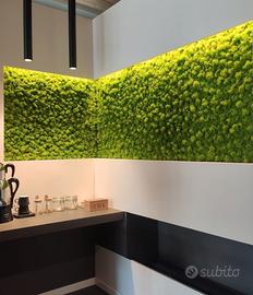 MUSCHIO STABILIZZATO