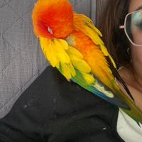 Conuro del sole maschio