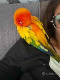 Conuro del sole maschio