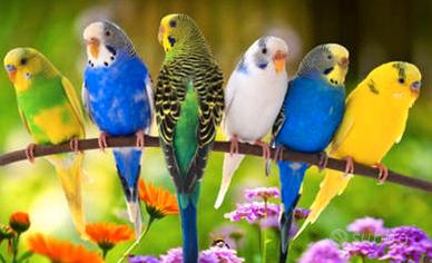 Cocorite scam.bio o re-galo