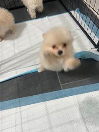 spitz