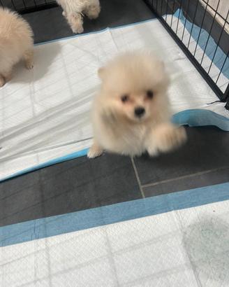 spitz