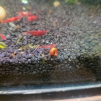 Neocaridine Crystal Red