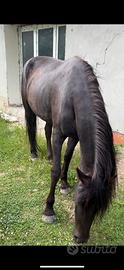 Cavalla 3 anni andalusa morella