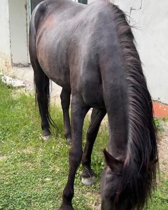 Cavalla 3 anni andalusa morella