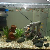 Acquario Prodac 60 litri