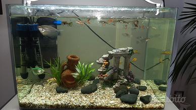 Acquario Prodac 60 litri