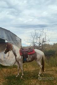 Puledra paint 30 mesi