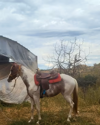 Puledra paint 30 mesi