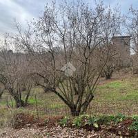 TER. AGRICOLO A SUTRI