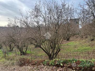 TER. AGRICOLO A SUTRI