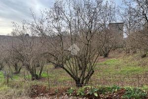 TER. AGRICOLO A SUTRI