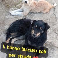 LASCIATI SOLI PER STRADA Whisky (quello chiaro)