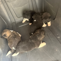 Disponibili ultimi 4 cuccioli akita american??