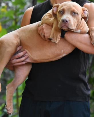 Cucciole di American Bully XL/XXL