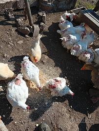 Galline formose