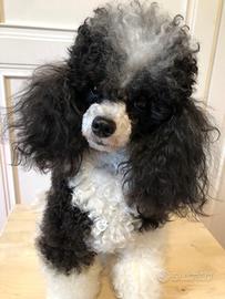 Barbone particolor per accoppiamento