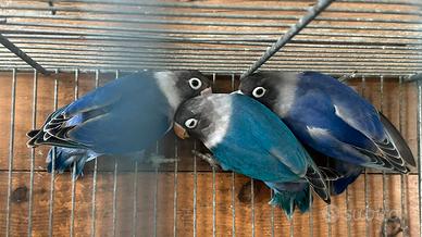 Inseparabili mascherato /personatus