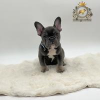 Maschietto bulldog francese total blu