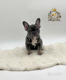 Maschietto bulldog francese total blu