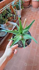 Pianta grassa