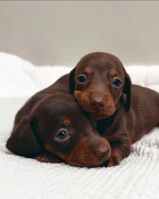 Bassotti Choco merle
