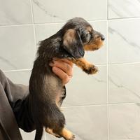 Bassotti a pelo duro