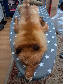 Colletto in vera pelliccia di volpe 