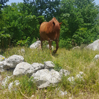 Cavallo Castrone 13 anni