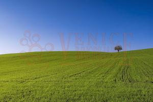 Terreno edificabile Camponogara