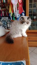 Gatto persiano colourpoint