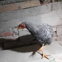 Giovane gallo puro Amrock