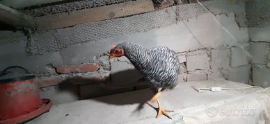 Giovane gallo puro Amrock