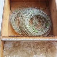 Se vuoi pescare compra il palamito