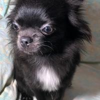 Chihuahua con Pedigree