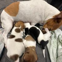 Cuccioli Jack russel