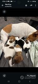 Cuccioli Jack russel